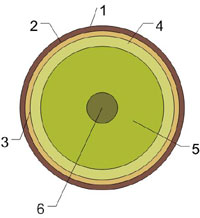 Поперечный разрез бревна, структура дерева